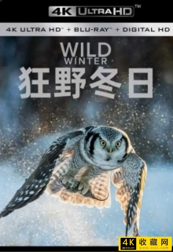 狂野冬日4k.Wild.Winter.S01.2024.2160p.WEB-DL.H265.AAC.2Audio-4k纪录片